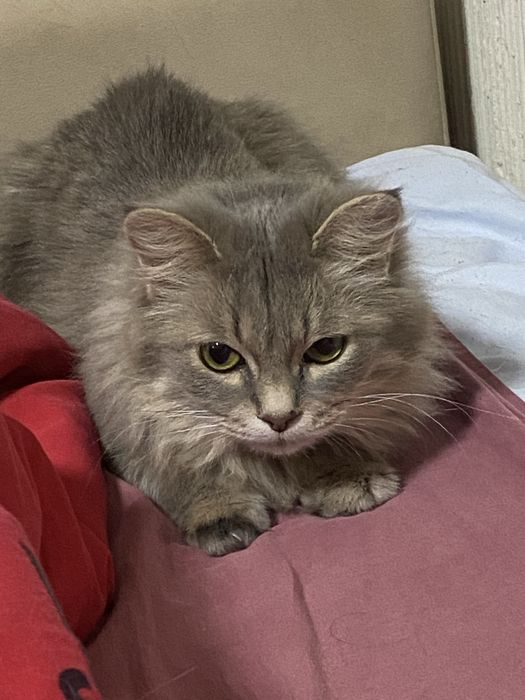 Отдам кошку в добрые руки