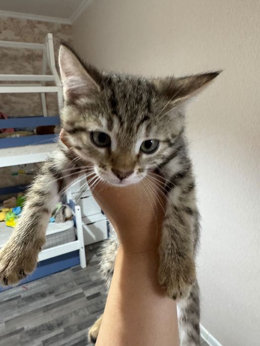 Котенок, девочка, 3 месяца