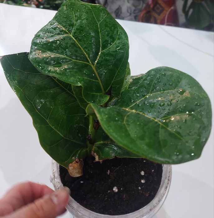 Продам фикус Лирата