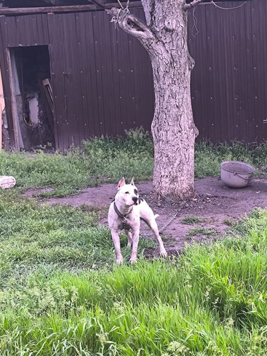 Питбуль Стаффорт