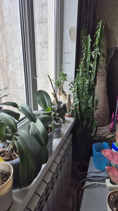 Молочай трёхгранный