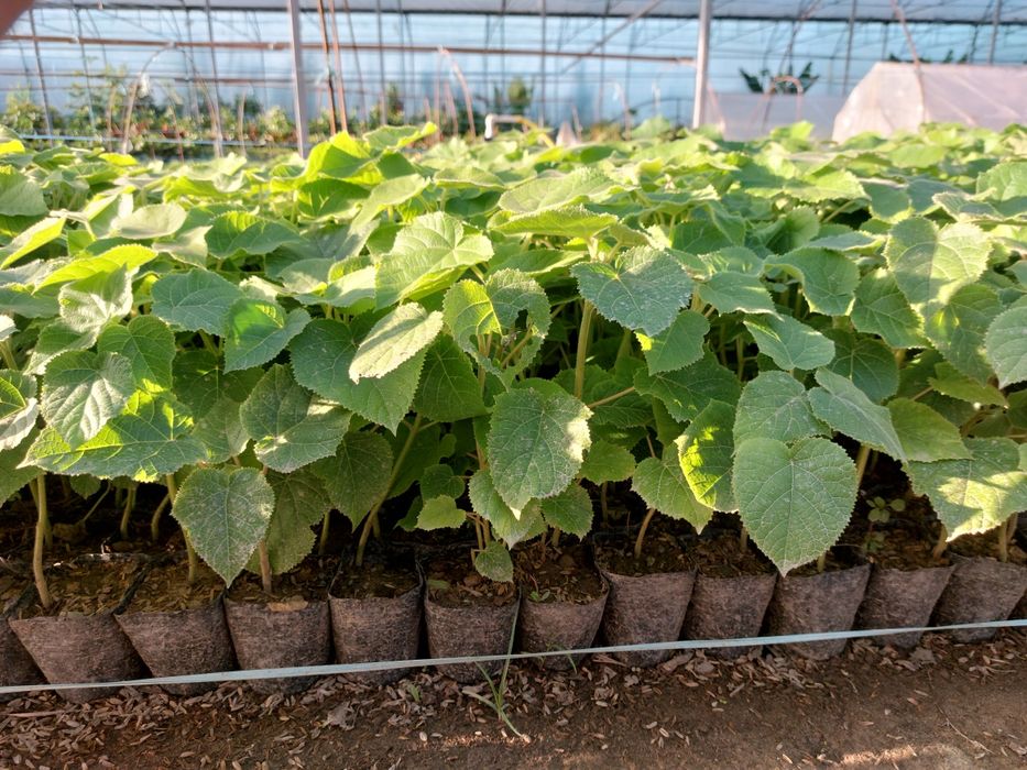 Павловния бор ФТЕ ва М1