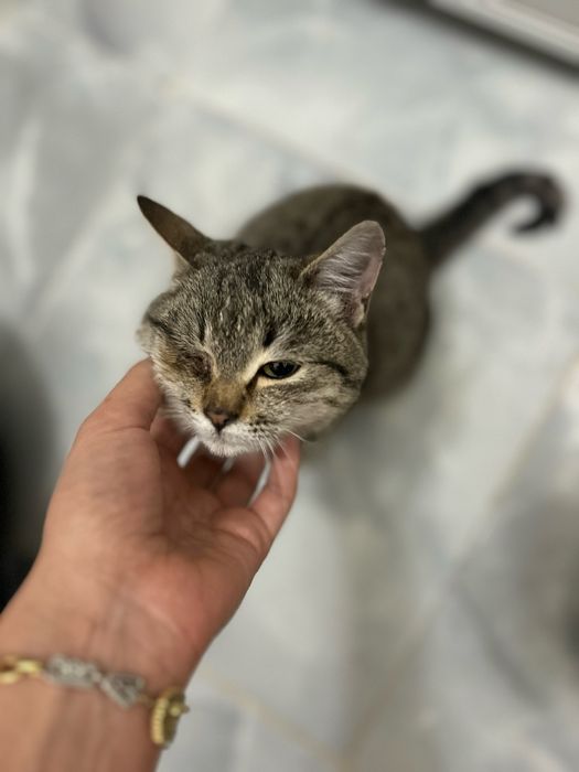 Особенный котенок ищет маму