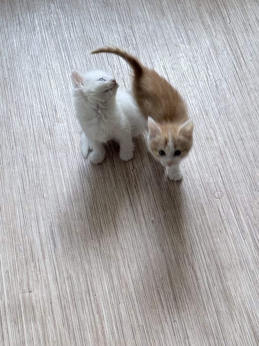 Отдам Котят в хорошие руки
