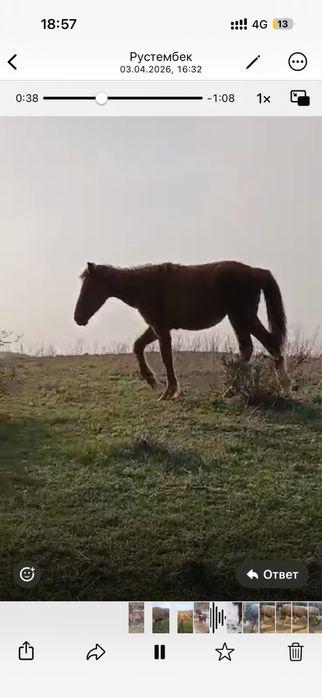 3 ұрғашы тай сатылады