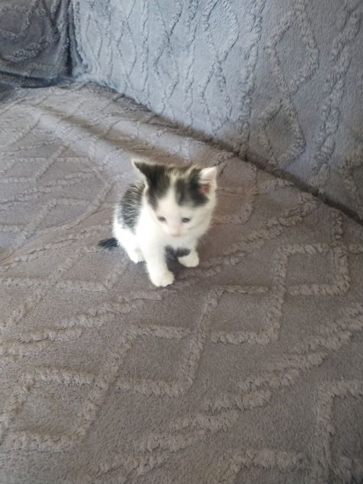 Отдам котят в хорошие руки