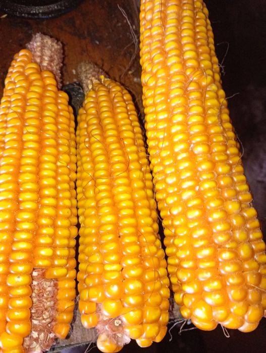 Grăunte/ boabe bob sticlos