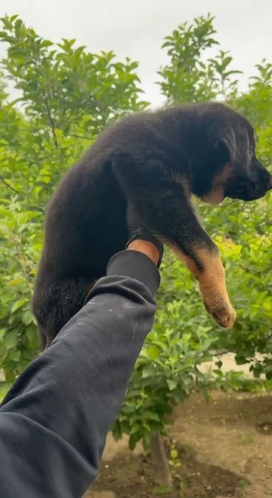 Шенки немецких овчарок