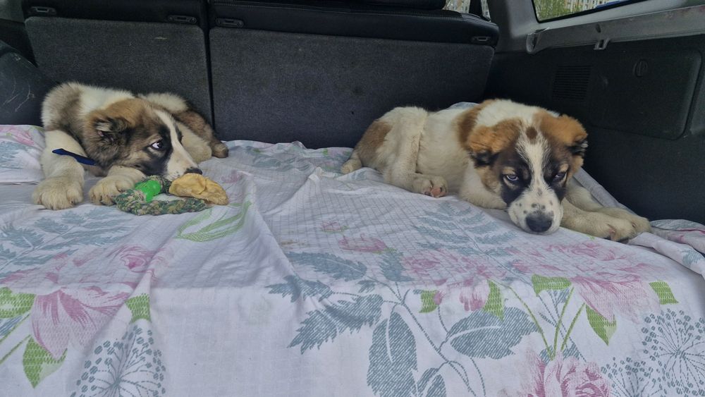 Щенки САО Алабай