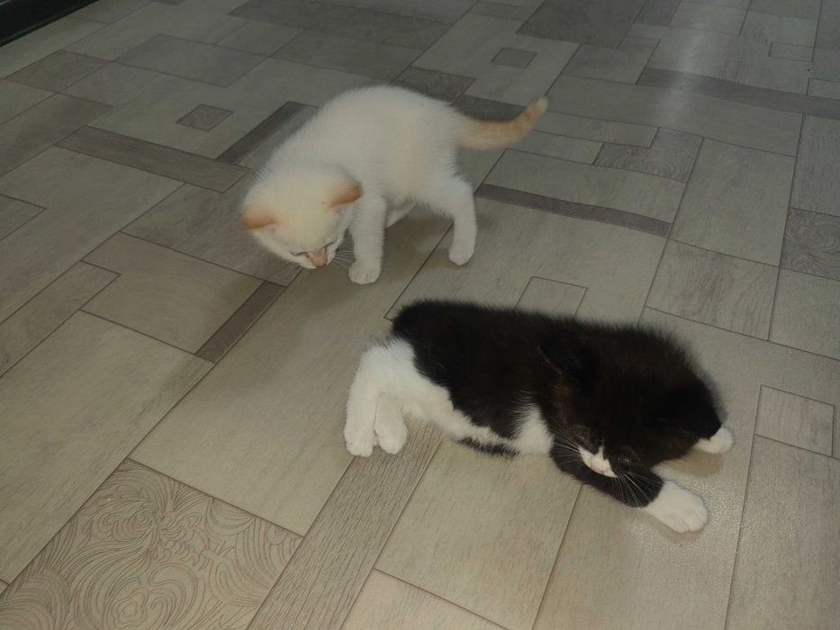 Отдам котят,в хрошие руки