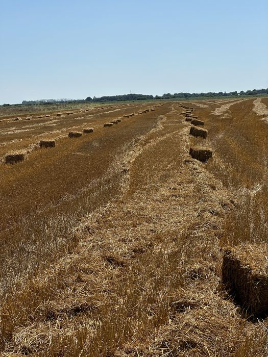 Baloti lucerna / paie