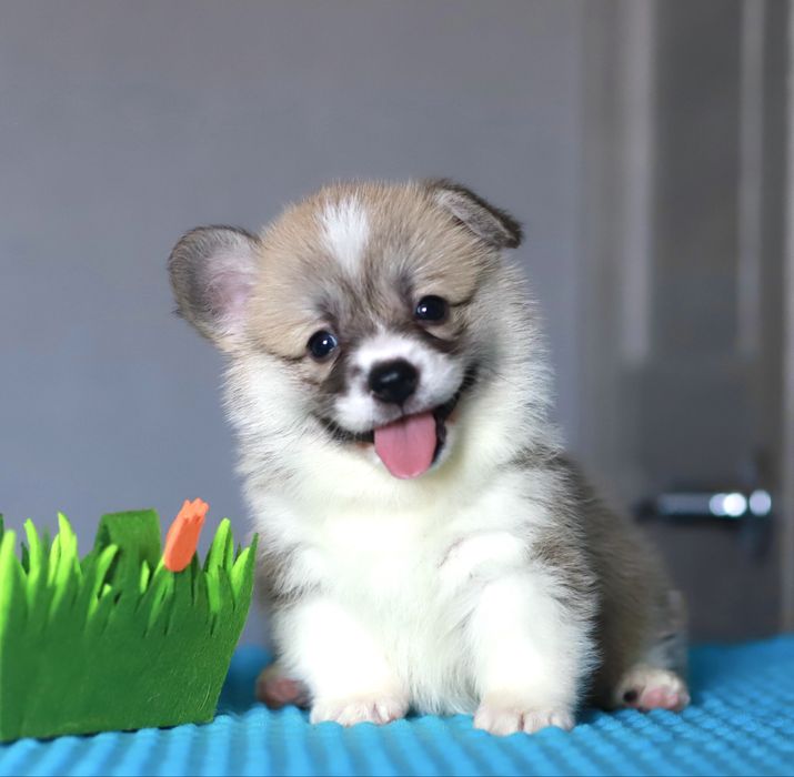 Щенки вельш-корги пемброк