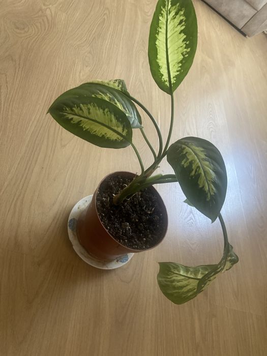 Продается цветок