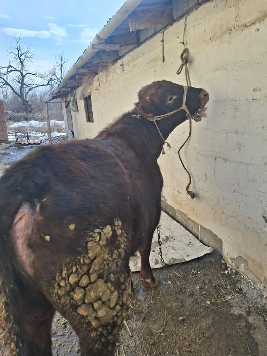 Продается Бычок отличный