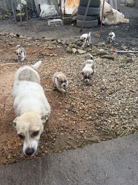 Donez catei talie medie