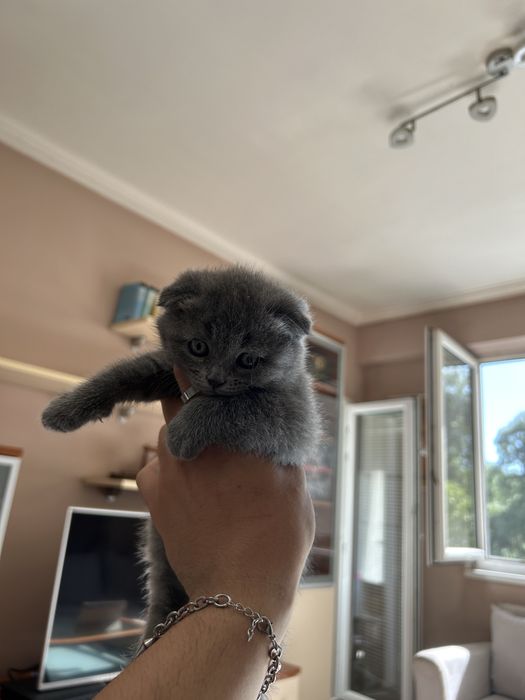 Продавам 3 британски и шотландски котенца