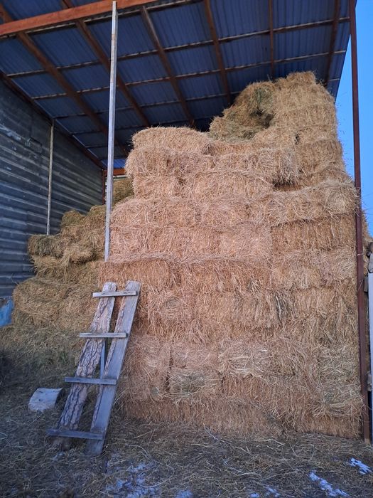 Жоңышқа сатылады