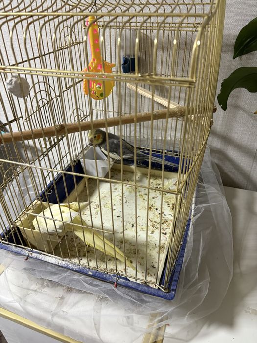 Два попугая с клеткой