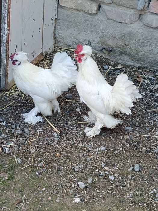 Zotdor yapon xurōzchalar sotiladi