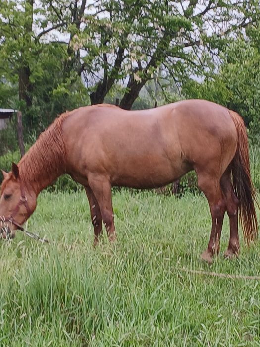 Iapă de 6 ani garantată sau schimb