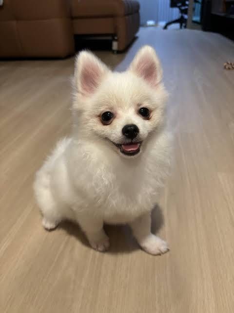 Немецкий шпиц мальчик 5 месяцев