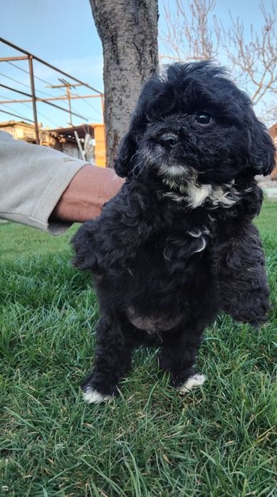 Caniche  pitic  shihpoo.