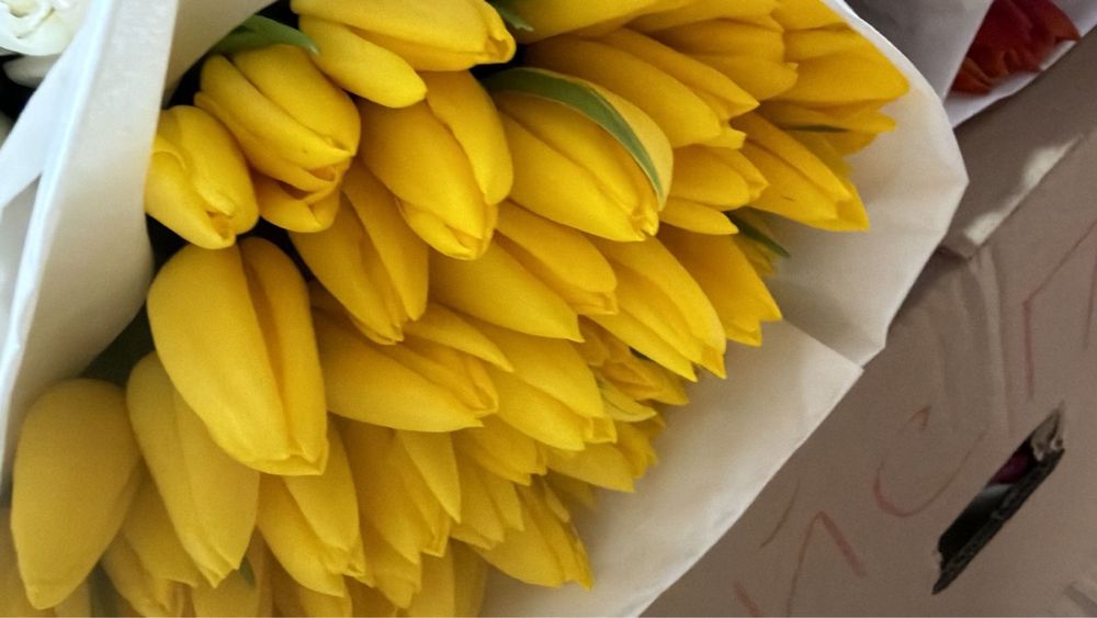 Тюльпан свежий