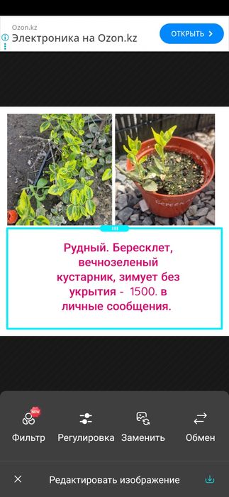 Цветы  и кустарники многолетние