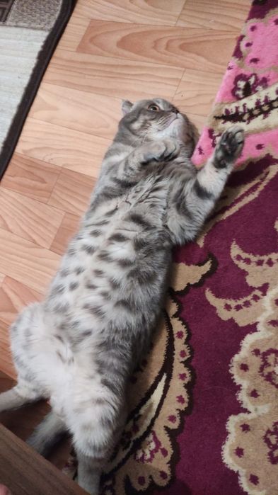 Сексуалдық ойындар кітапханасы