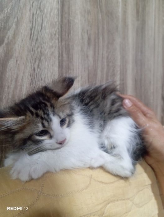 Отдам даром кошки