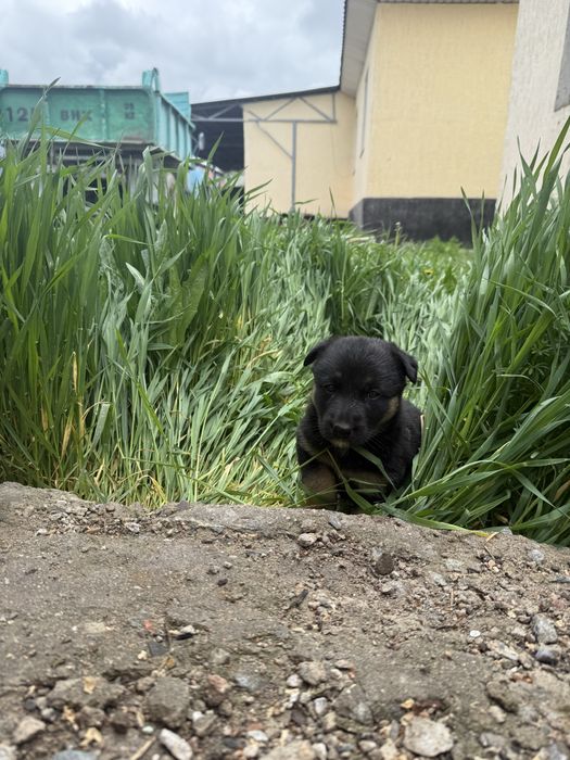 щенята  очень ласковые игривые полтора месеца