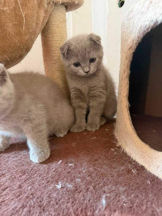 British Scottish Fold