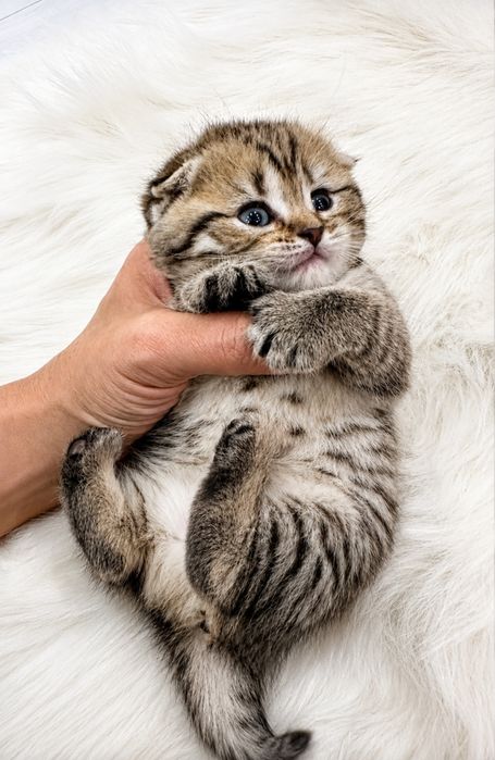 Mushuk scottish fold