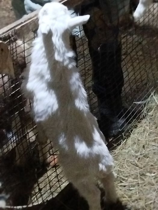 Продам   козлят.