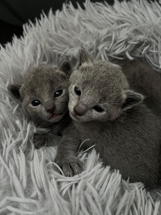 Котёнок русская голубая