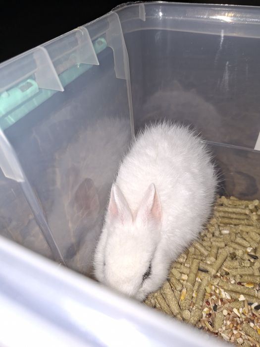 Кролик карликовый