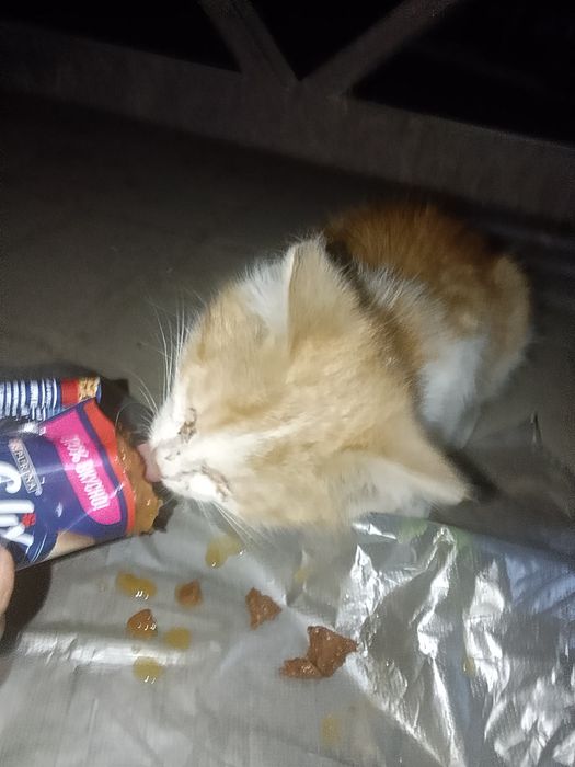 Котенок бесплатно