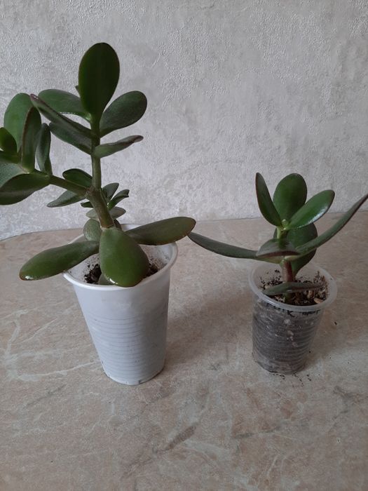 Комнатные цветочки