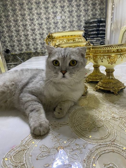 Scottish Fold mushuk sotiladi
