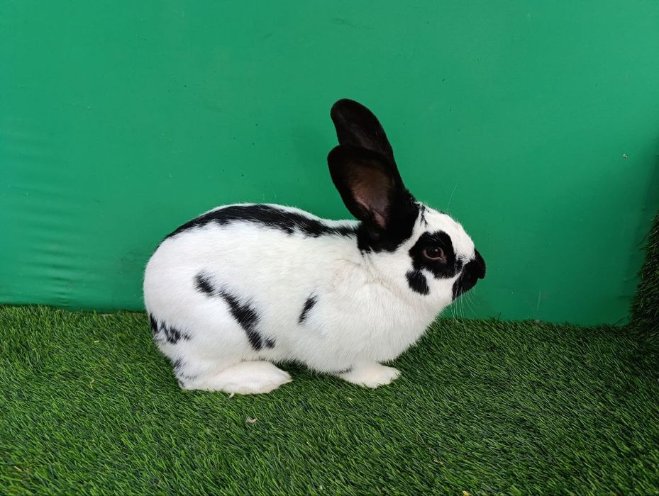 Strakach quyon sotiladi sames 10 oylik