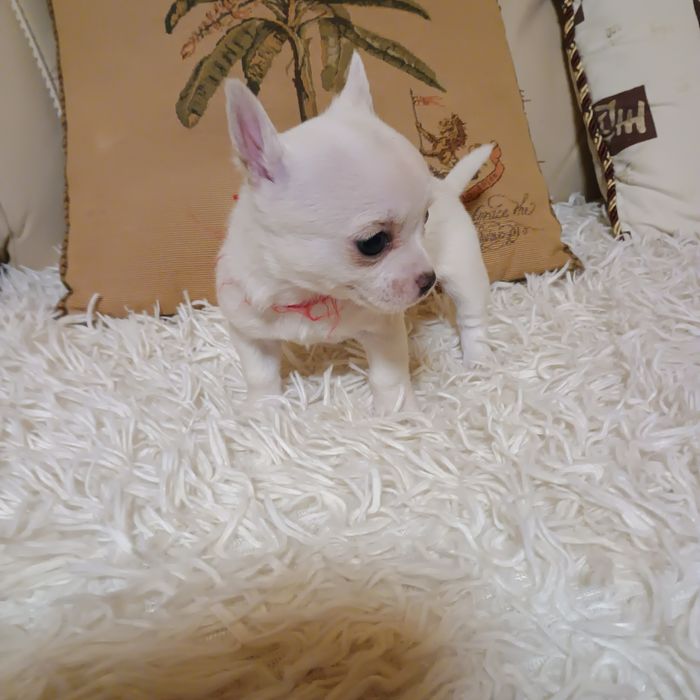 Cățeluși Chihuahua Mini Toy