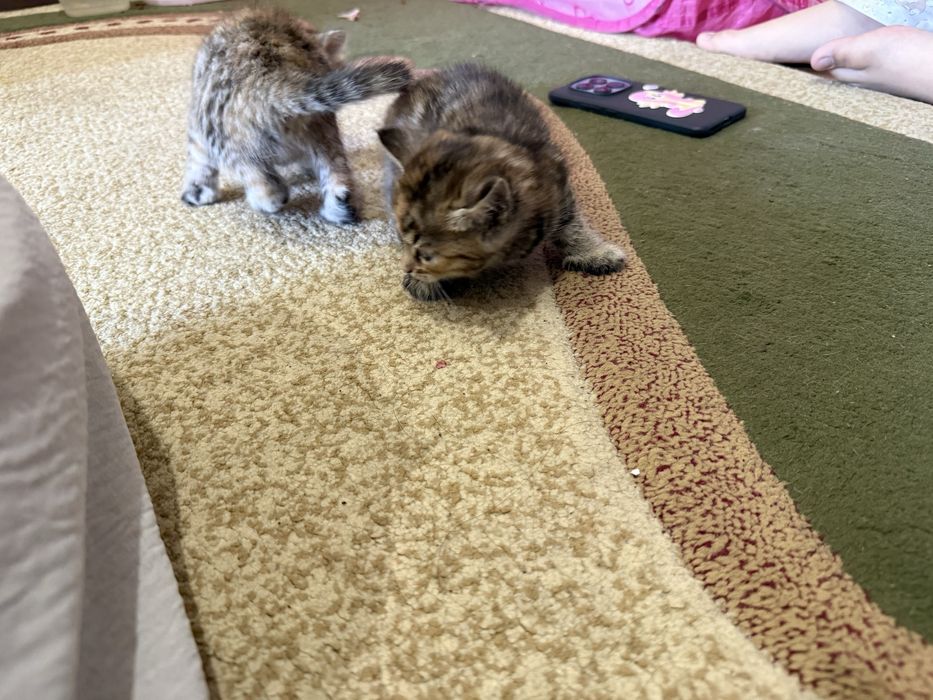 Котята Марғау анасы чистый бенгал