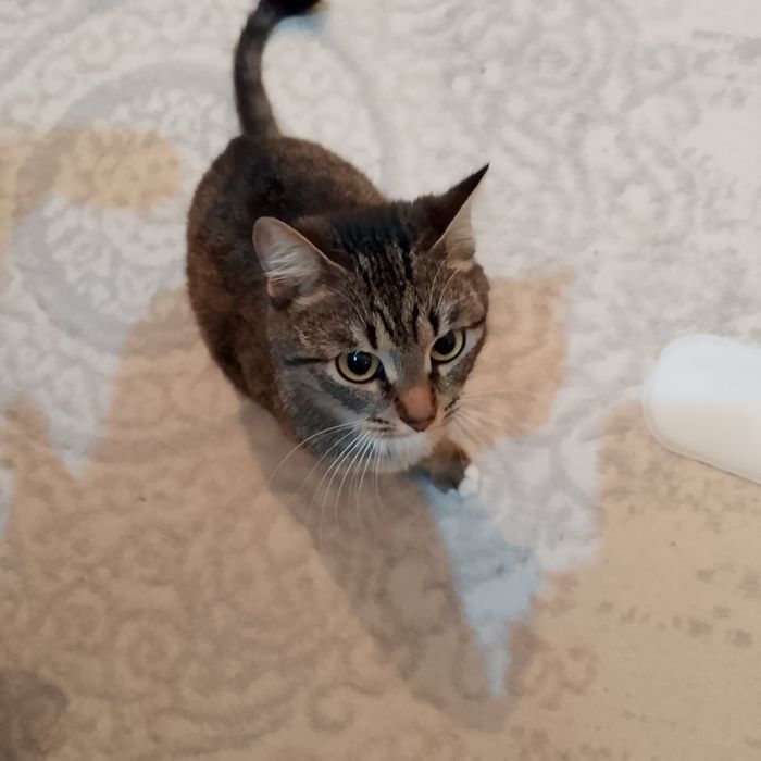 Отдам даром хорошом руки