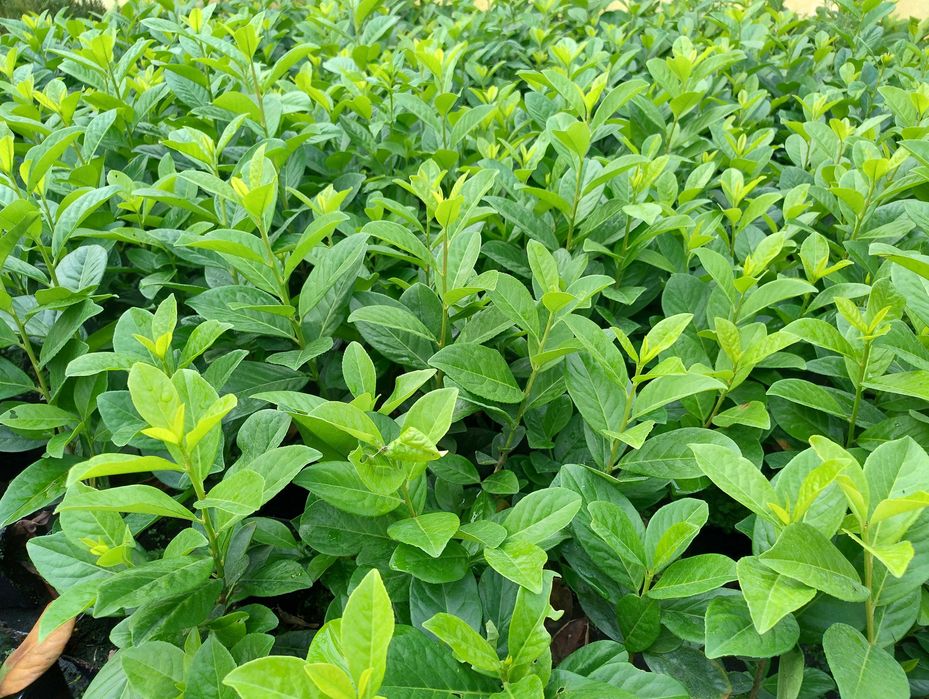 Prunus Laurocerasus Novita, Rotundifolia - rasad 10-30 cm