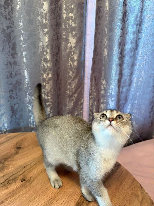 Максим самый ласковый в мире котик