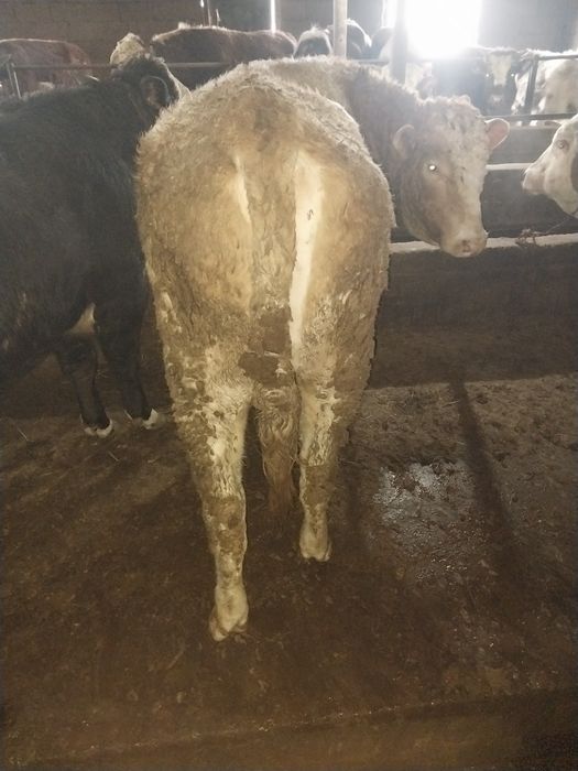 Продам Бычков. На курбан Айт