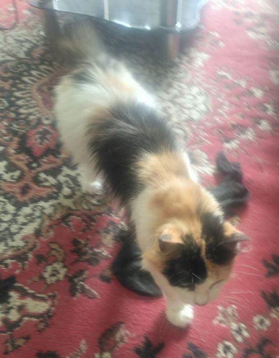 Помогите найти Марусю