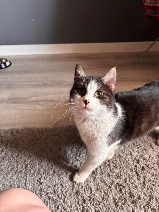 Отдам в добрые ручки