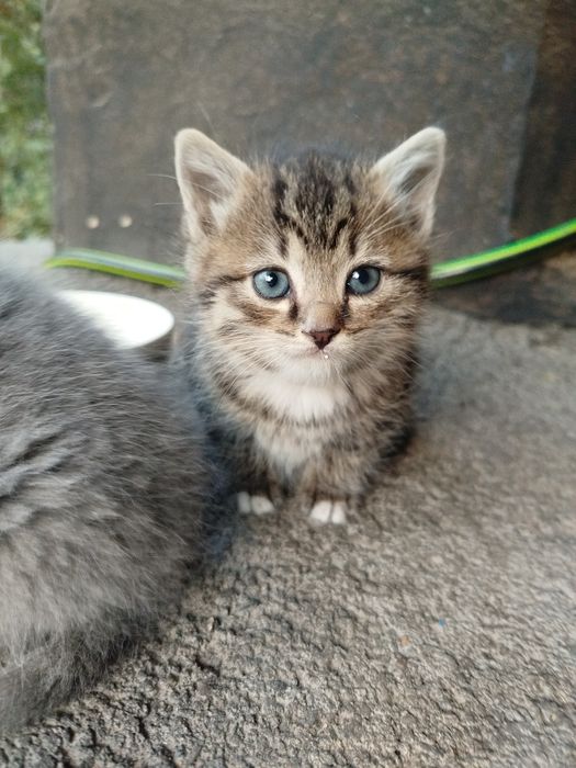 Отдам котёнка, девочка