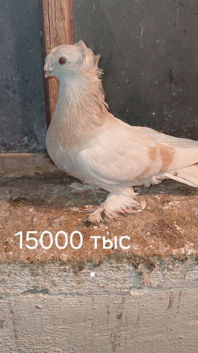 Голуби игровых кровей